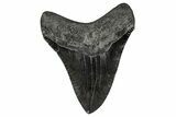 Serrated, Fossil Megalodon Tooth - Georgia #338795-1